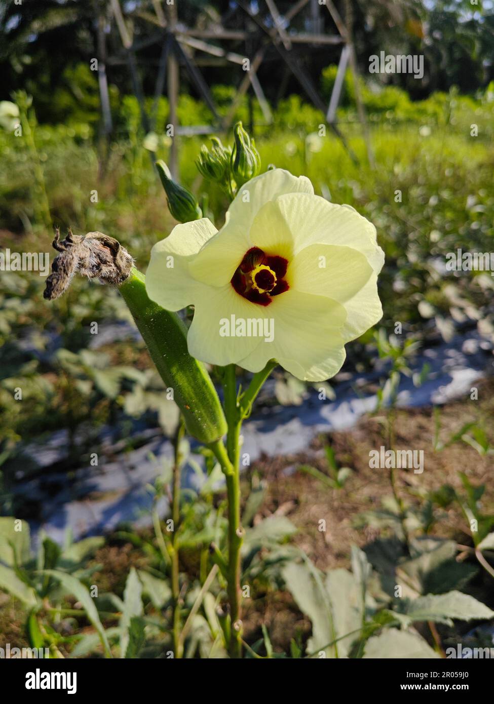 gros plan de l'usine de fleurs des doigts de dame. Banque D'Images