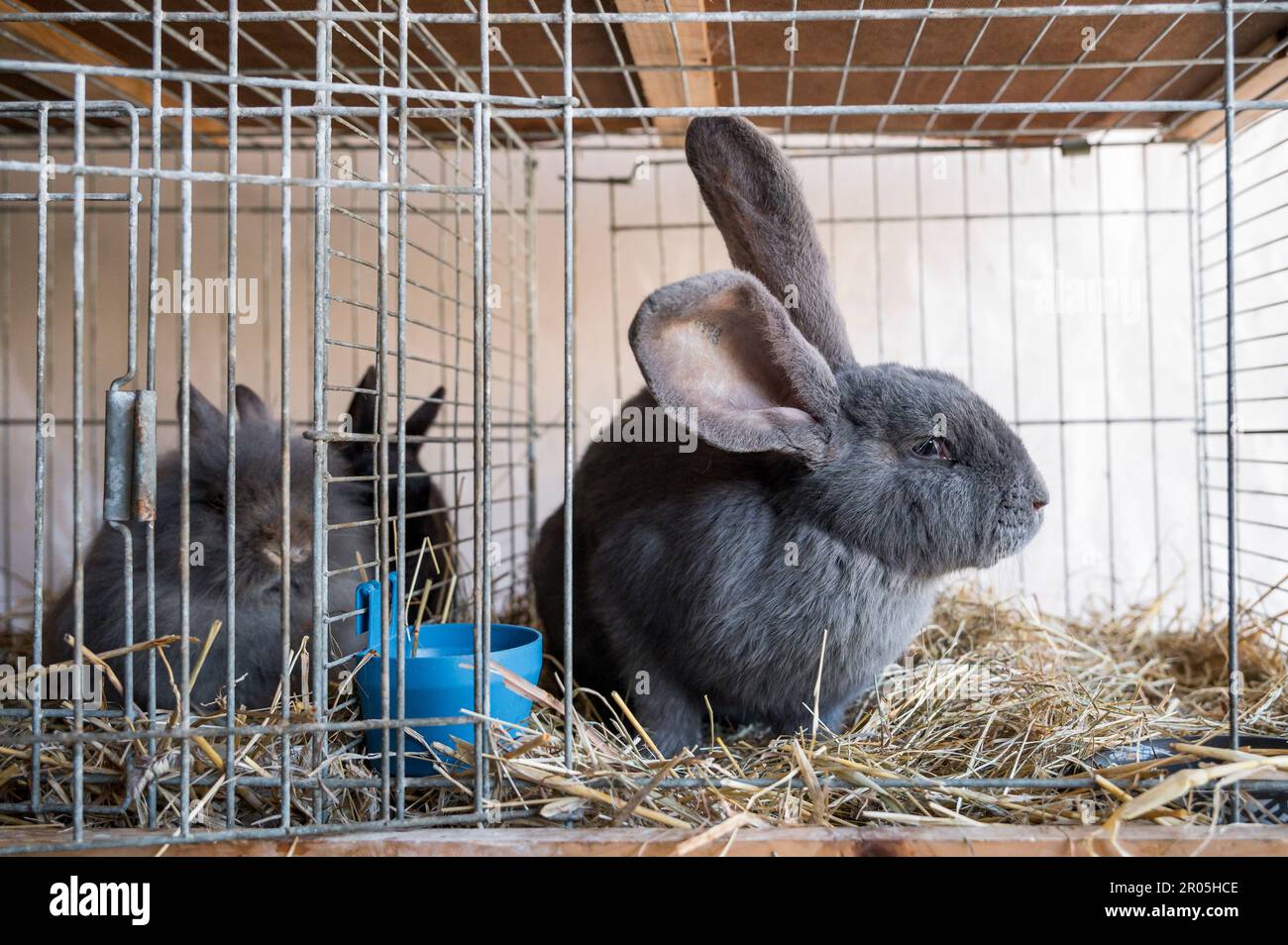 Schauenstein, Allemagne. 30th avril 2023. Un géant allemand est assis dans sa cage. Coupe de carotte 2023 dans le 'lapin hop'. (À dpa 'quand les lapins sautent au-dessus des haies - phénomène 'lapin hop') Credit: Daniel Vogl/dpa/Alamy Live News Banque D'Images