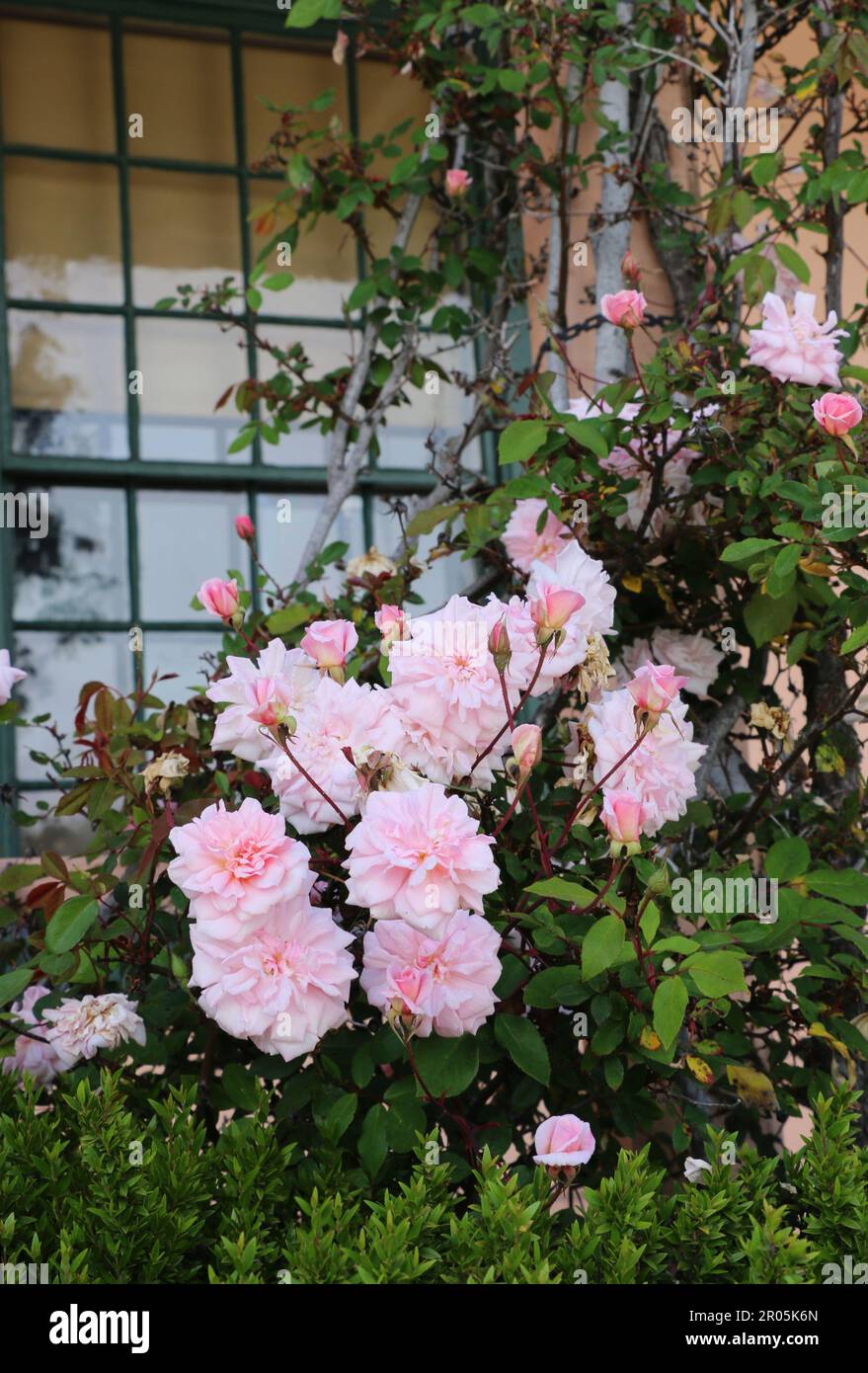 Des roses grimpantes délicates encadrent une fenêtre d'un bâtiment historique, Monterey, CA. Banque D'Images