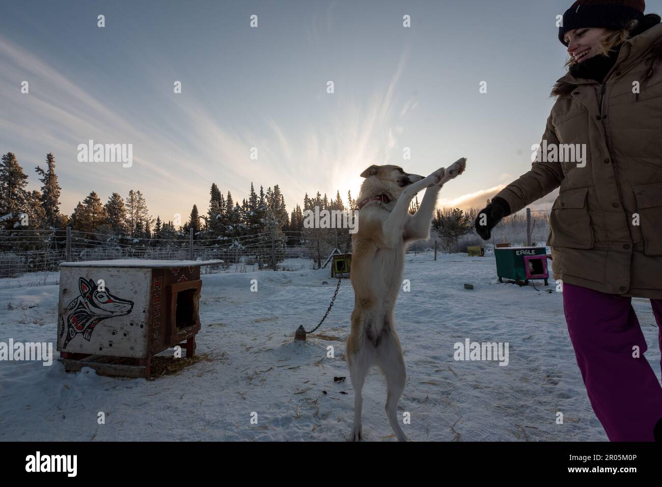 Traîneau à chiens, mushing dans le territoire du Yukon, dans le nord du Canada, au milieu de l'hiver. Malamute, husky, Alaska. Banque D'Images