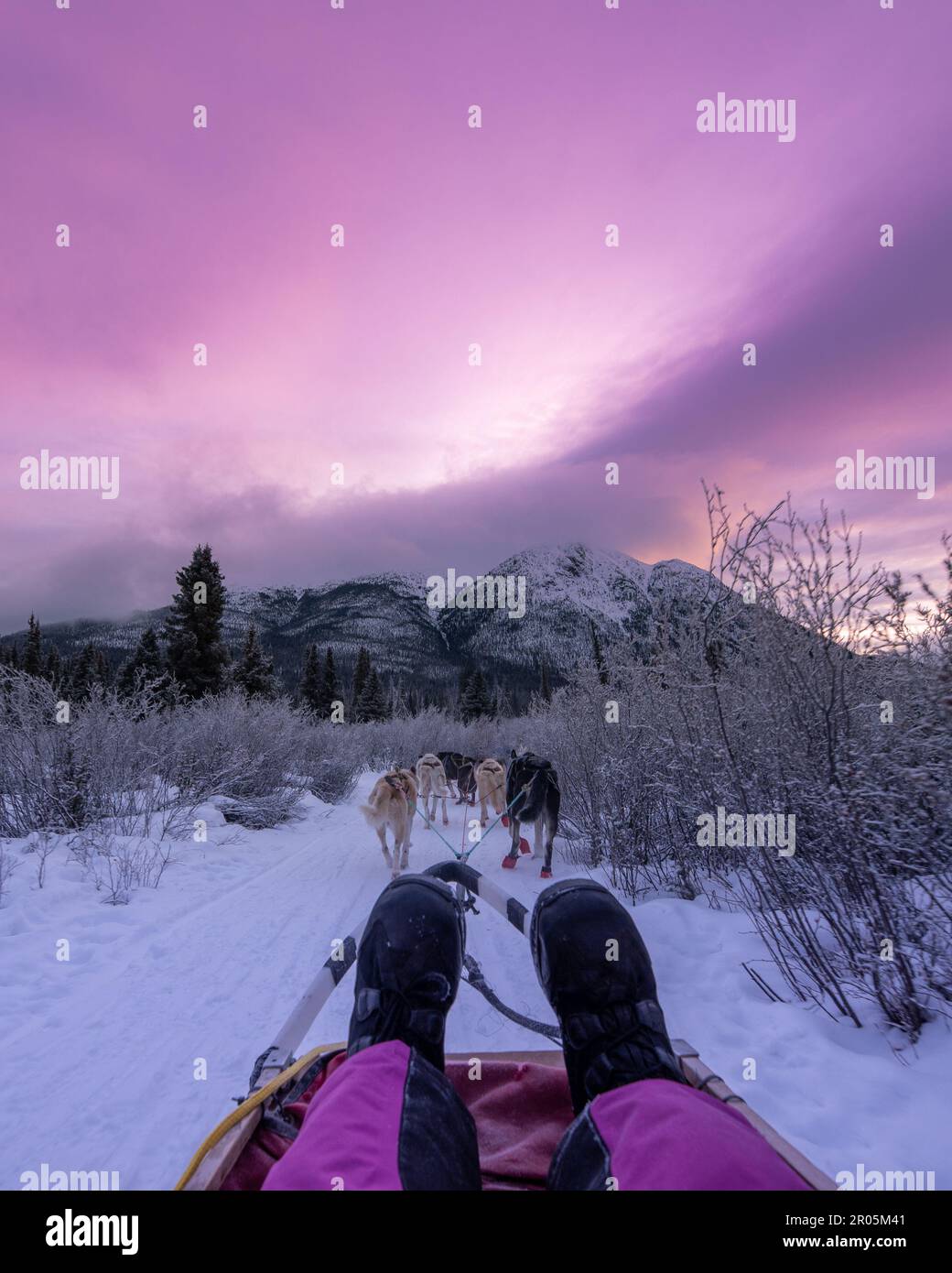 Traîneau à chiens, mushing dans le territoire du Yukon, dans le nord du Canada, au milieu de l'hiver. Malamute, husky, Alaska. Banque D'Images