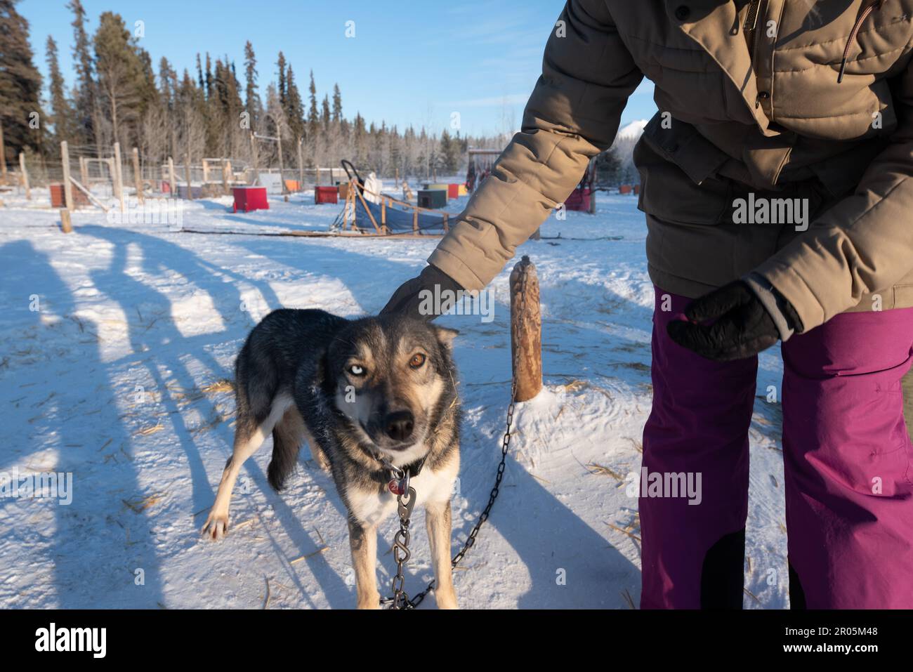 Traîneau à chiens, mushing dans le territoire du Yukon, dans le nord du Canada, au milieu de l'hiver. Malamute, husky, Alaska. Banque D'Images