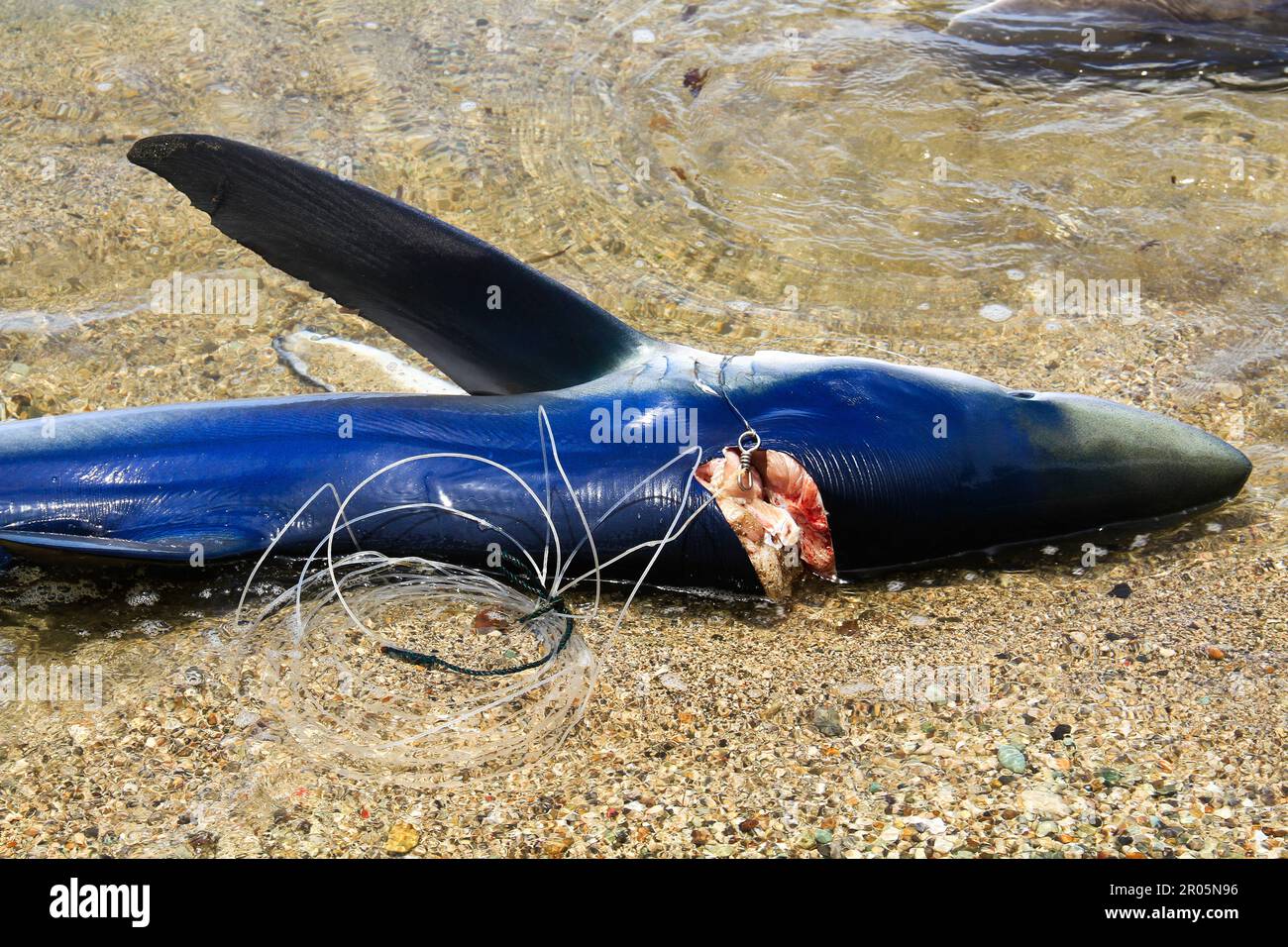 Les requins capturés par les pêcheurs traditionnels sont placés sur le sable de la plage après avoir été déchargés des bateaux de pêche. Banque D'Images