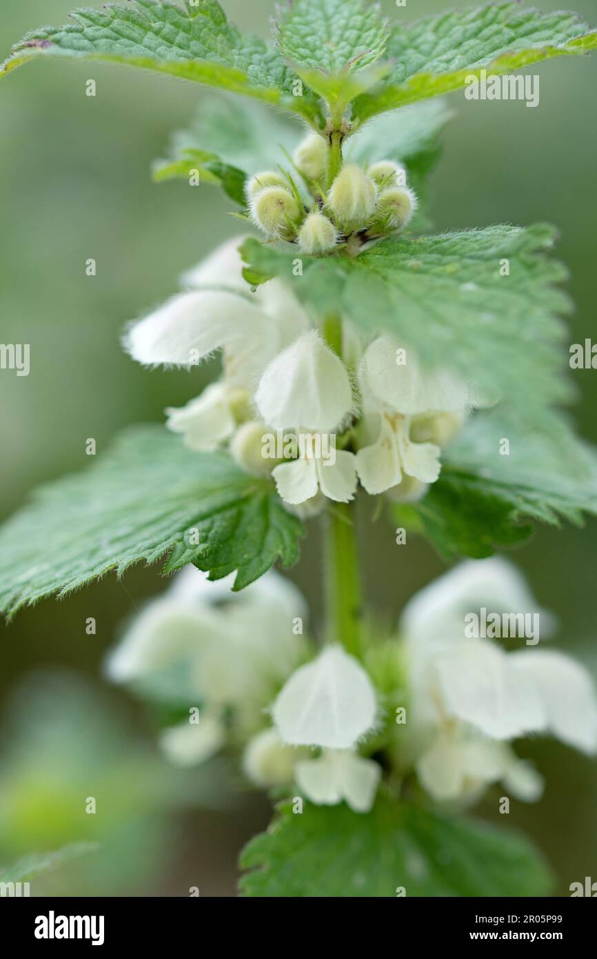 Gros plan de lamium maculatum, une ortie blanche tachetée Banque D'Images
