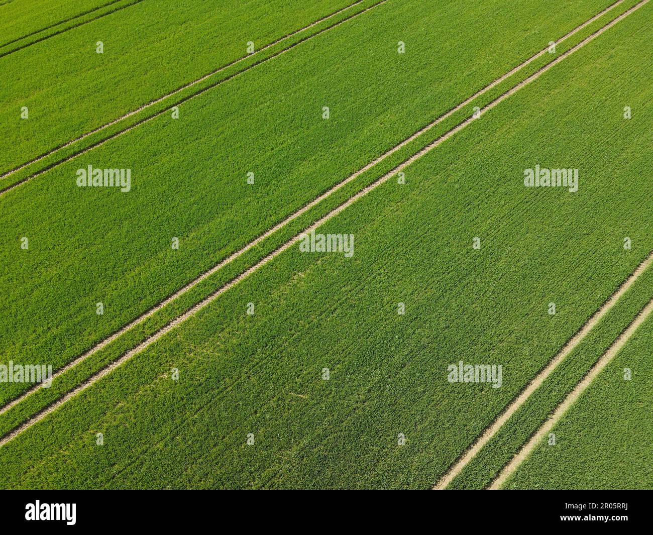 Blé frais en culture sur le terrain agricole avec des stries au printemps Banque D'Images
