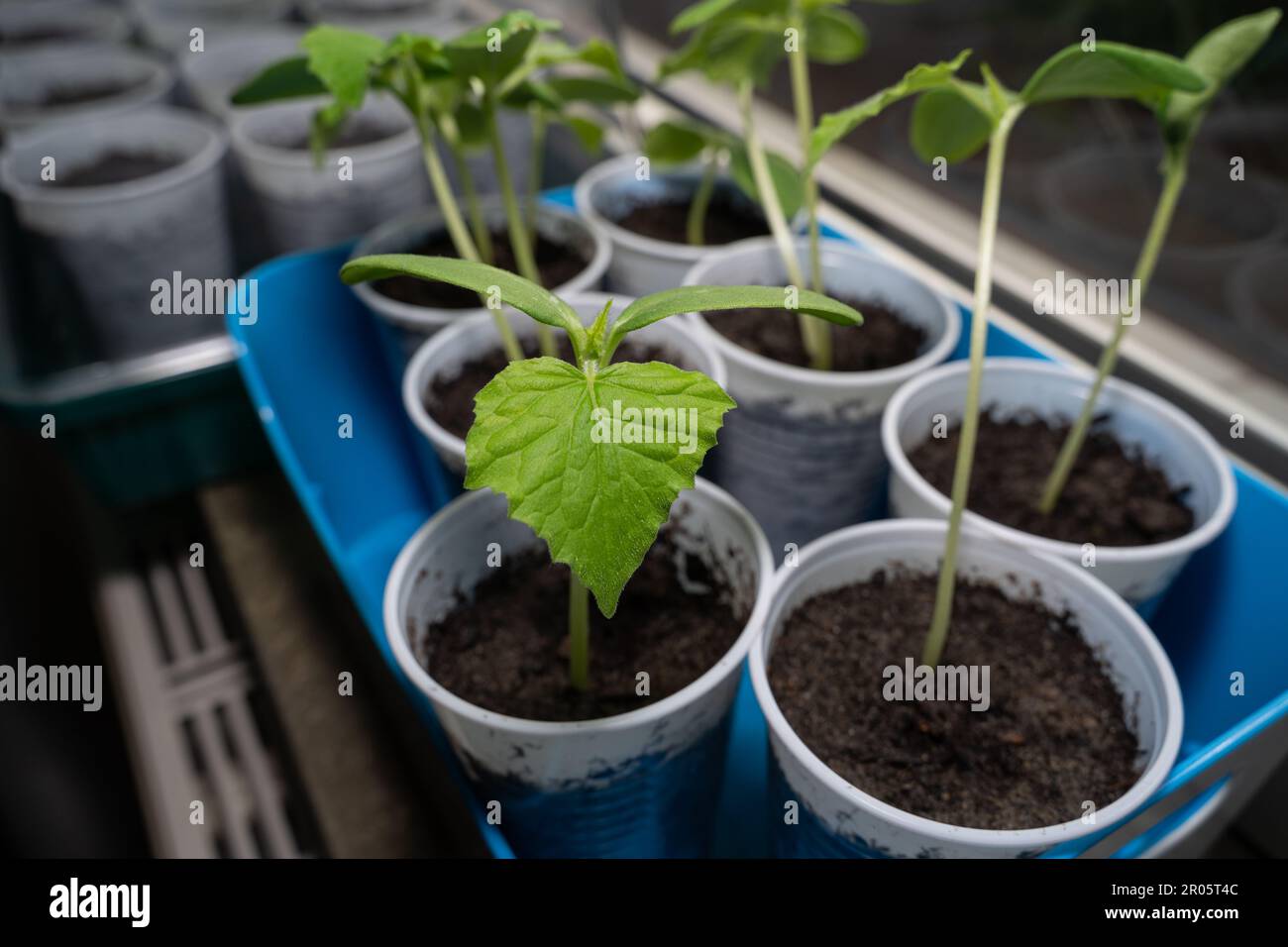 Semis de concombre en tasses tout en poussant sur le rebord de la fenêtre Banque D'Images