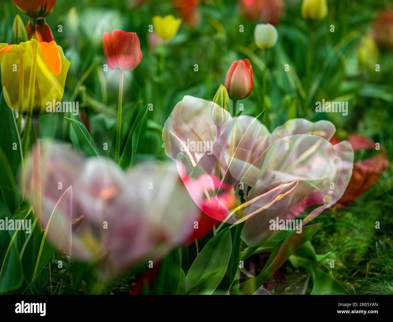 Champ de tulipes en rouge, jaune, rose et blanc le jour ensoleillé du printemps Banque D'Images