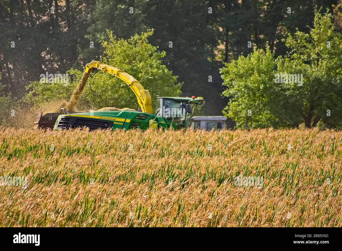 La récolte de maïs dans le champ est un spectacle vibrant, avec des oreilles dorées prêtes pour la cueillette. Les agriculteurs rassemblent la récolte à l'aide de machines, assurant un yi abondant Banque D'Images La récolte de maïs dans le champ est un spectacle vibrant, avec des oreilles dorées prêtes pour la cueillette. Les agriculteurs rassemblent la récolte à l'aide de machines, assurant un yi abondant Banque D'Images
