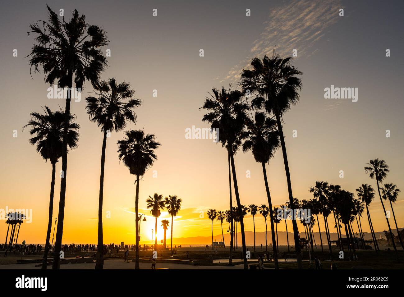 Palmiers rétroéclairés au coucher du soleil à Venice Beach, Los Angeles, États-Unis Banque D'Images