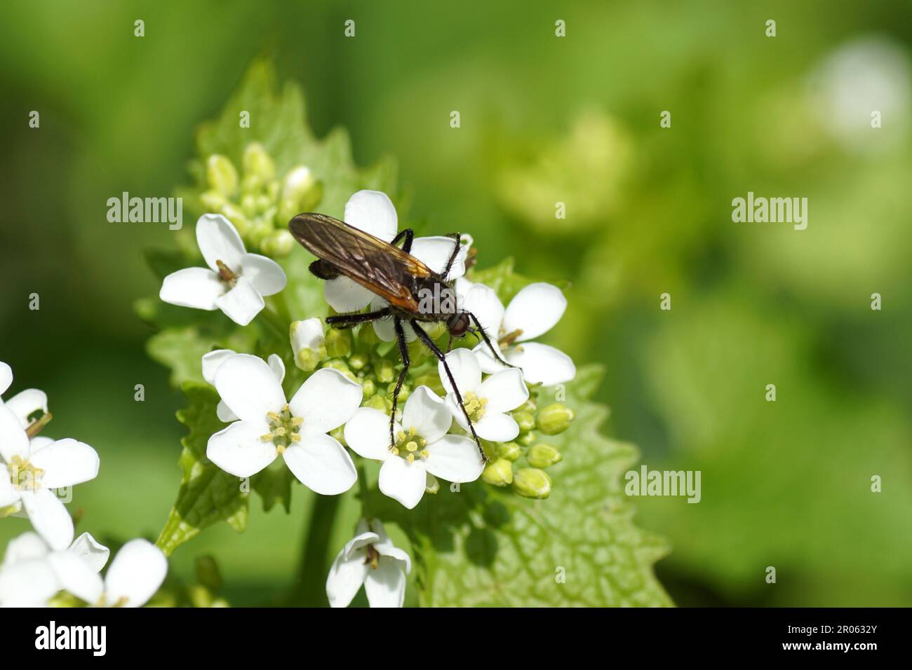 Gros plan Emmis tessellata, une mouche de danse masculine. Famille Empididae. Sur les fleurs de moutarde à l'ail (Alliaria petiolata). Printemps, mai. Jardin hollandais. Banque D'Images