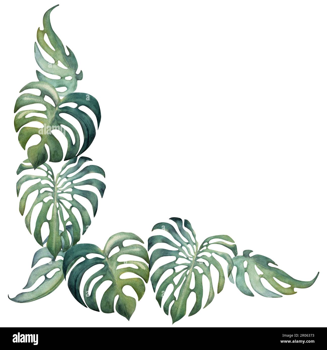 Des feuilles exotiques de monstère et des fleurs d'hibiscus dessinés à la main. Cadre de bordure carrée. Isolé sur fond blanc. Décoration murale, mariage, impression Banque D'Images