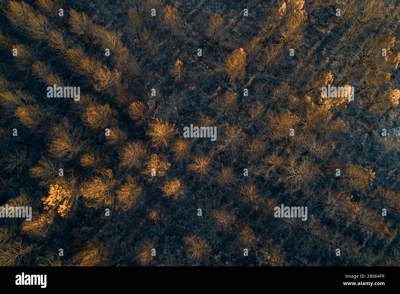 vue aérienne d'une forêt brûlée par un feu de forêt, concept écologique Banque D'Images