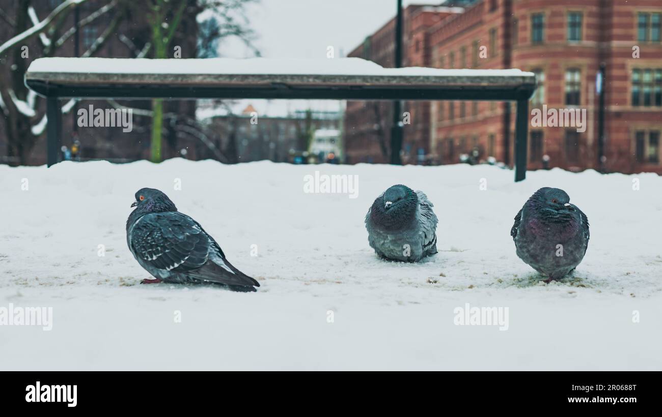 pigeons sur la rue enneigée à proximité Banque D'Images