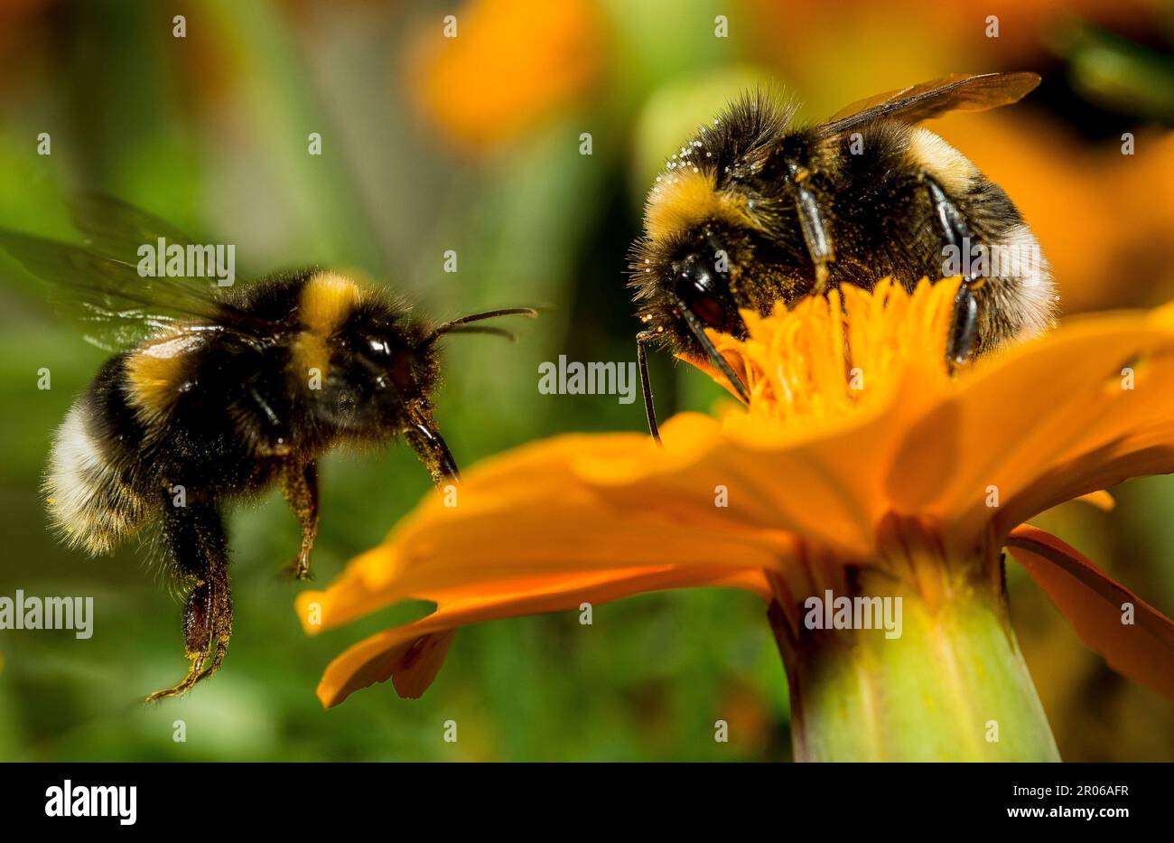 paire d'abeilles bourdonnantes intention de prendre le pollen d'une fleur d'orange pendant la journée dans une manifestation de la nature avec des feuilles vertes en arrière-plan Banque D'Images