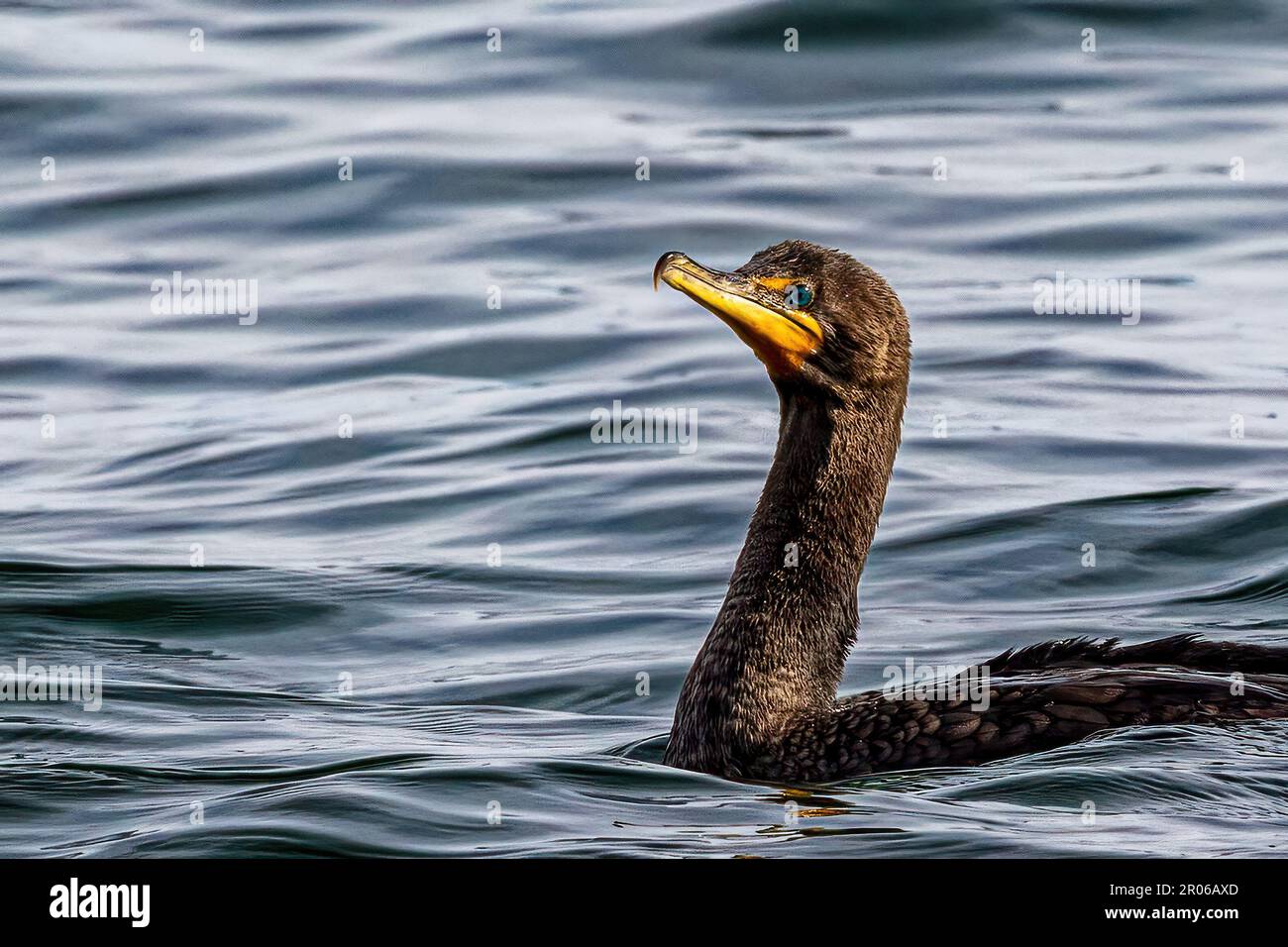 Un cormorant nage sur le lac, éboulis vert émeraude Banque D'Images