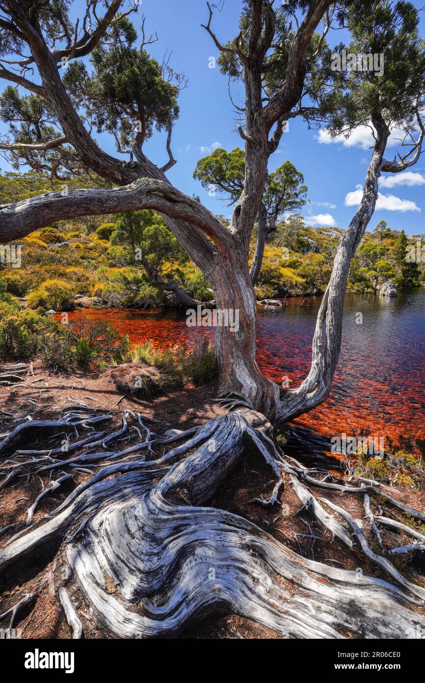 Le parc national de Cradle Mountain en Tasmanie, en Australie, est en effet une beauté. Des promenades faciles autour du lac Dove à la montagne de Cradle elle-même. Banque D'Images