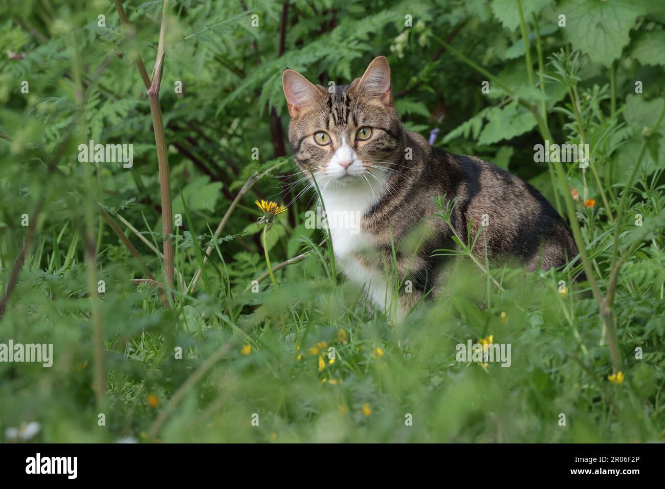 Tabby de chat blanc de poitrine gorge et museau rose nez verdâtre yeux ambres assis dans la végétation dans la région boisée locale fin de la saison de printemps au royaume-uni Banque D'Images