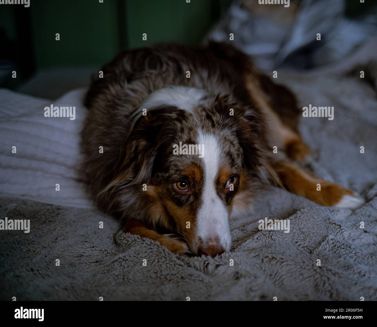 Un chien marron s'est emmêlé sur une couverture confortable pour profiter d'un moment de détente Banque D'Images