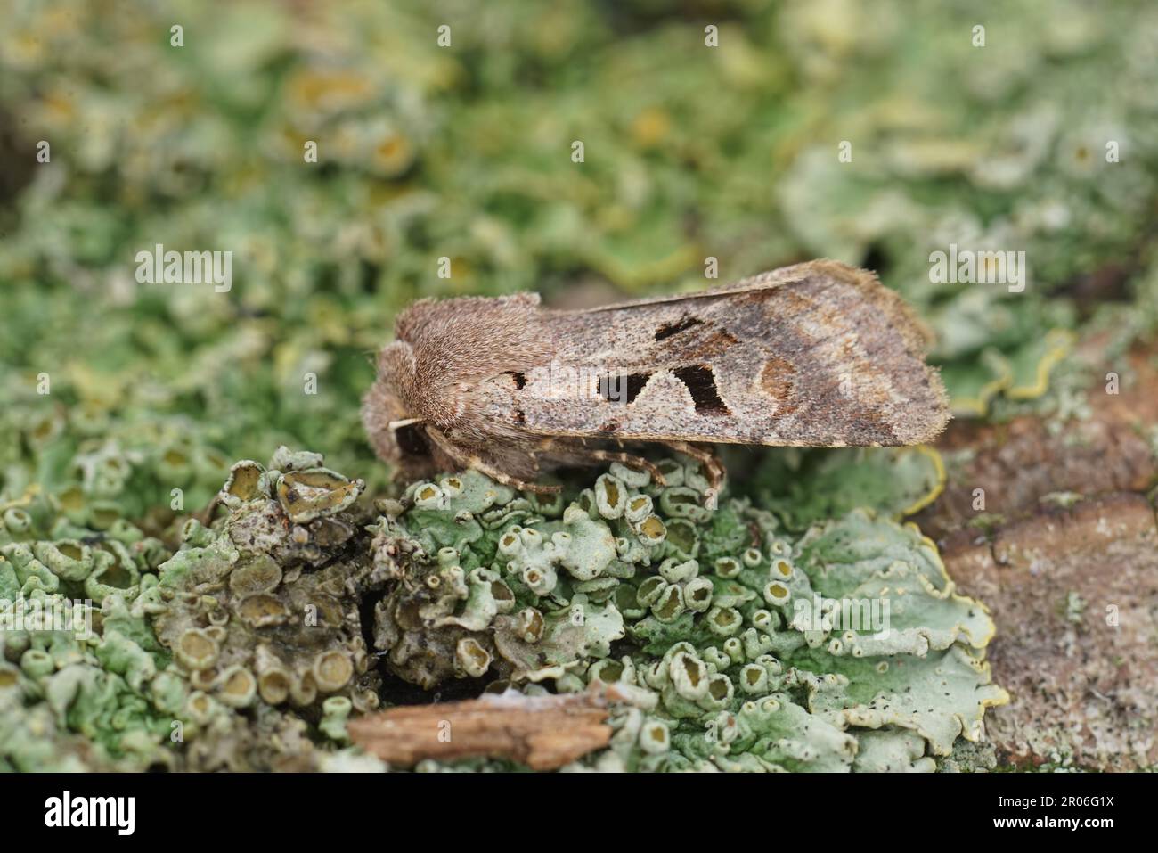 Gros plan naturel sur le personnage hébraïque européen Owlet Moth, Orthosia gothica assis sur le bois Banque D'Images