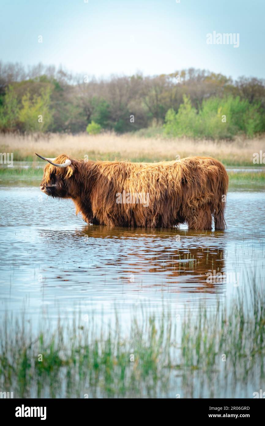 La vache Highlander va nager dans le lac. Wassenaar, pays-Bas. Banque D'Images