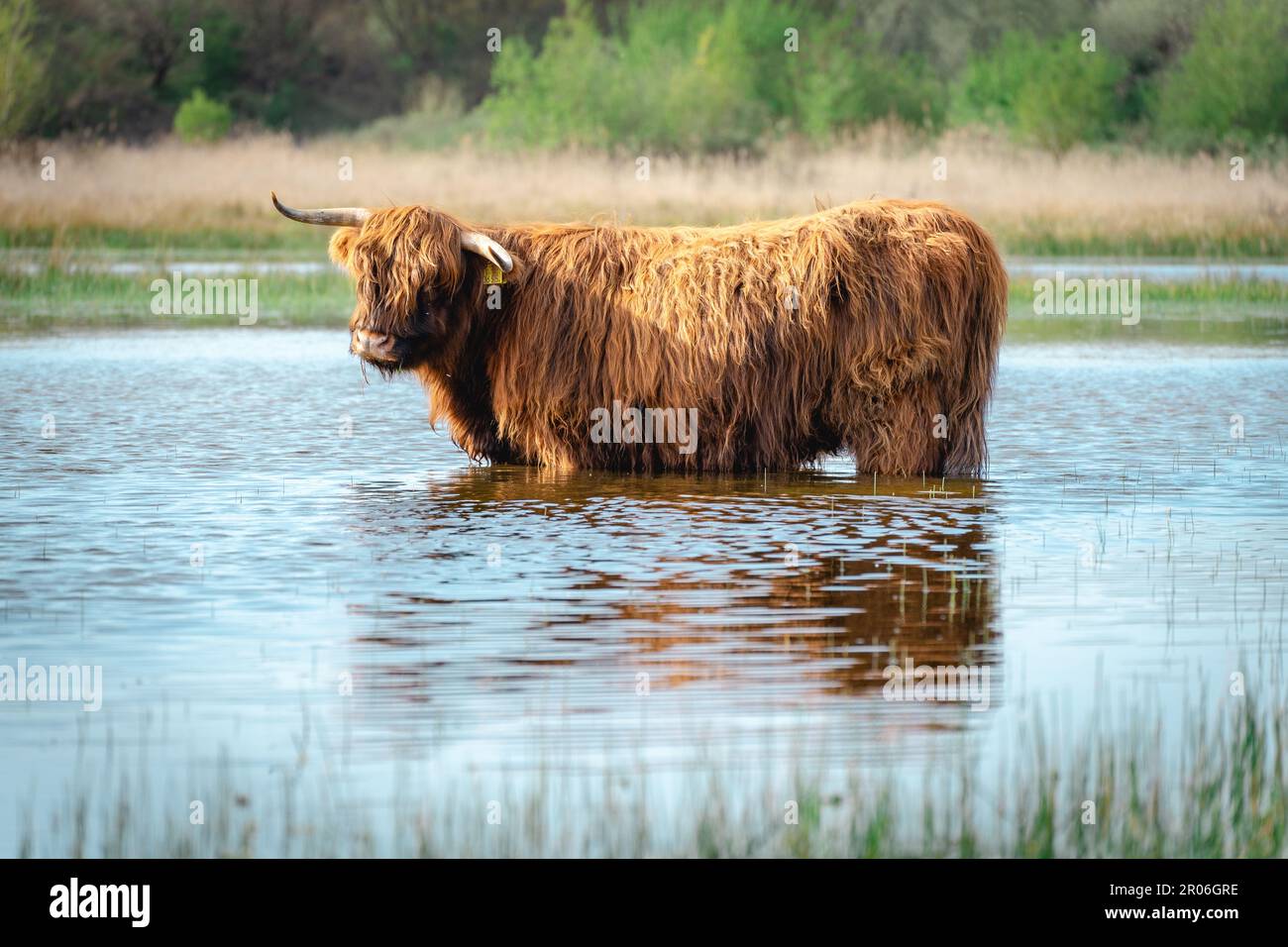 La vache Highlander va nager dans le lac. Wassenaar, pays-Bas. Banque D'Images