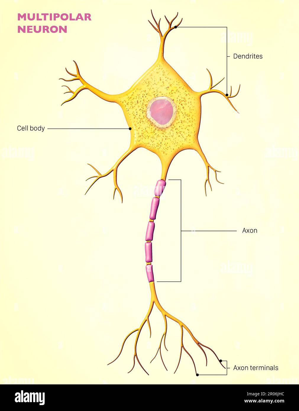 Un neurone multipolaire est un type de neurone qui possède un seul axon et de nombreux dendrites, permettant l'intégration d'informations provenant d'autres neurone Banque D'Images
