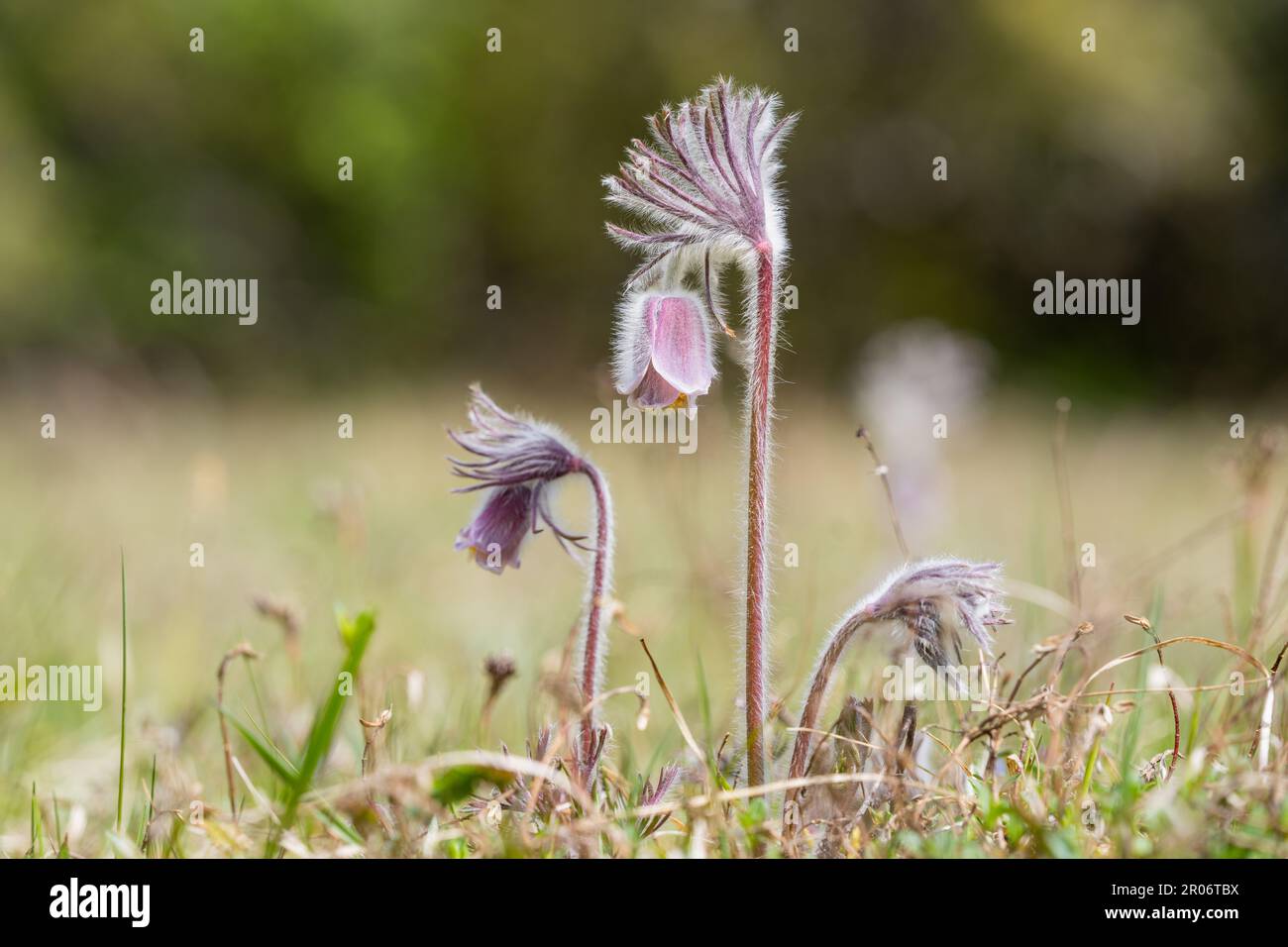 Pulsatilla pratensis (syn. Anemone pratensis) - la petite fleur de pasque par temps ensoleillé. Banque D'Images