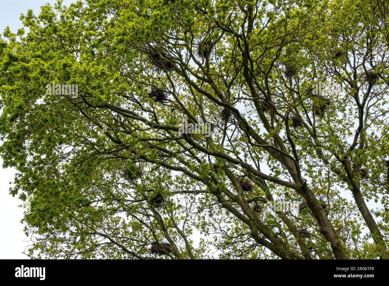 Un chêne en feuilles avec plusieurs nids de rook Banque D'Images