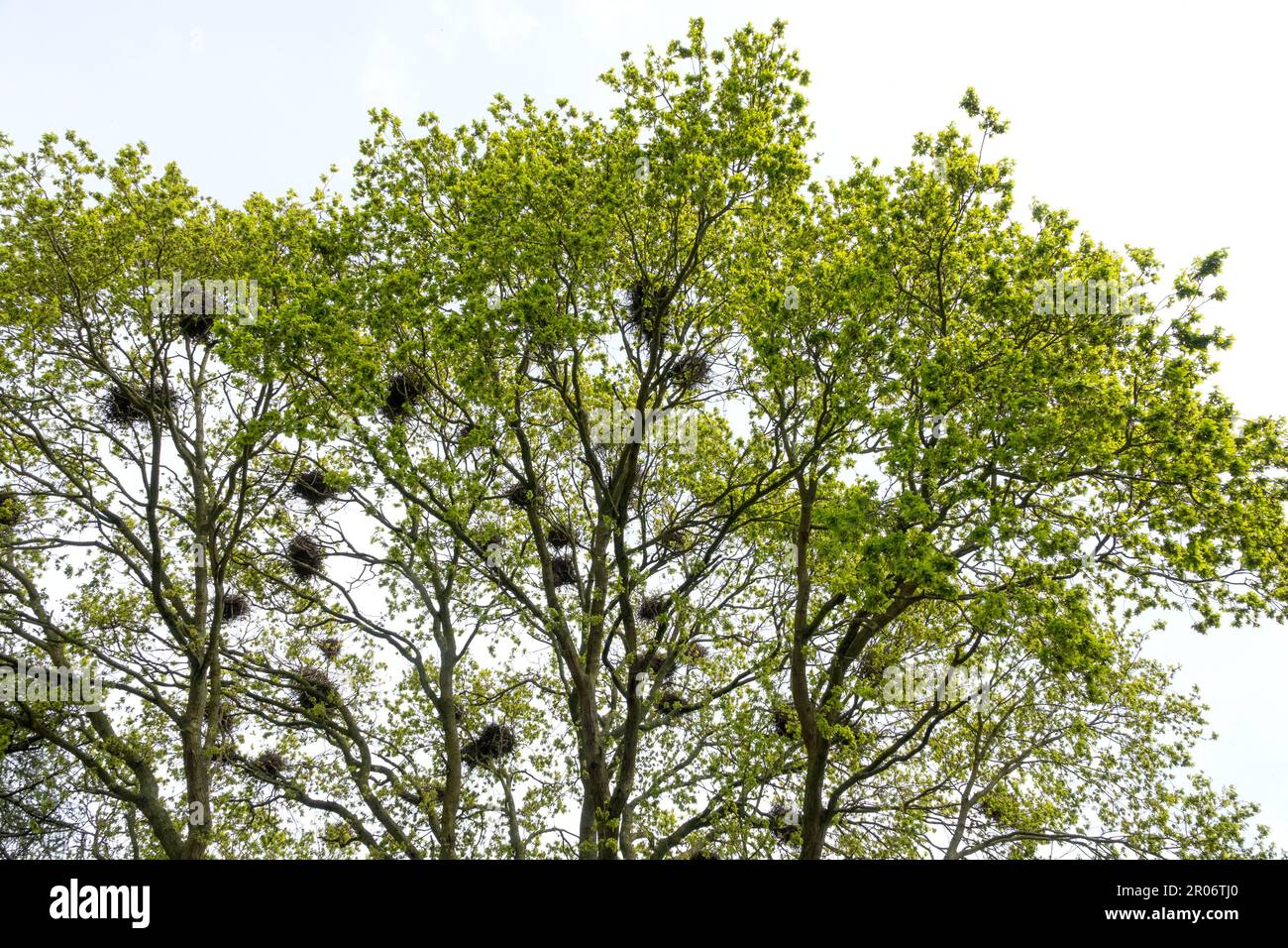 Un chêne en feuilles avec plusieurs nids de rook Banque D'Images
