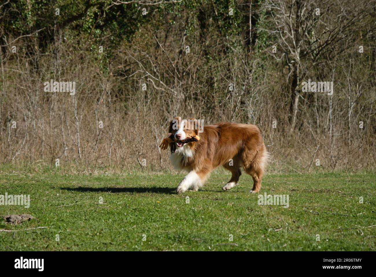 Concept d'animaux de compagnie sur la promenade dans le parc. Le Berger australien marron court sur l'herbe verte dans le champ et joue avec le jouet. Charmant actif et énergique complet Banque D'Images