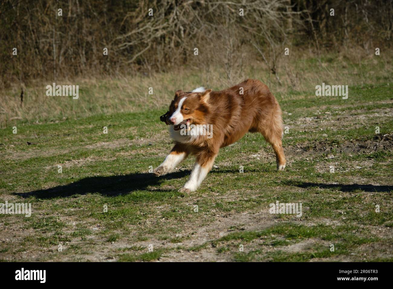 Concept d'animaux de compagnie sur la promenade dans le parc. Le Berger australien marron court sur l'herbe verte dans le champ et joue avec le jouet. Charmant actif et énergique complet Banque D'Images