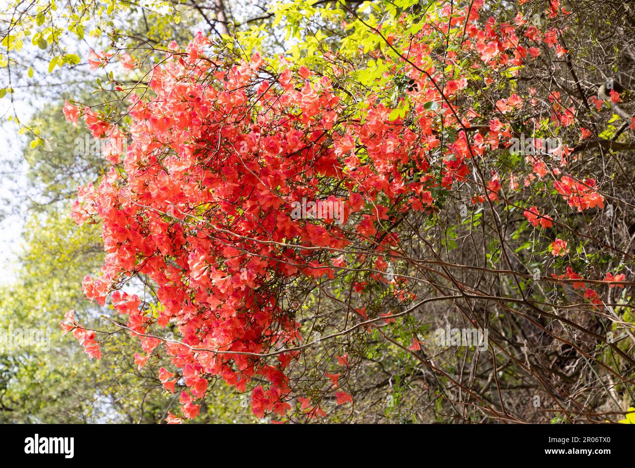 Des fleurs rouges d'azalée ou de Rhododendron simsii, une espèce de rhododendron originaire d'Asie de l'est, poussent sur des pentes à Hunan, en Chine Banque D'Images