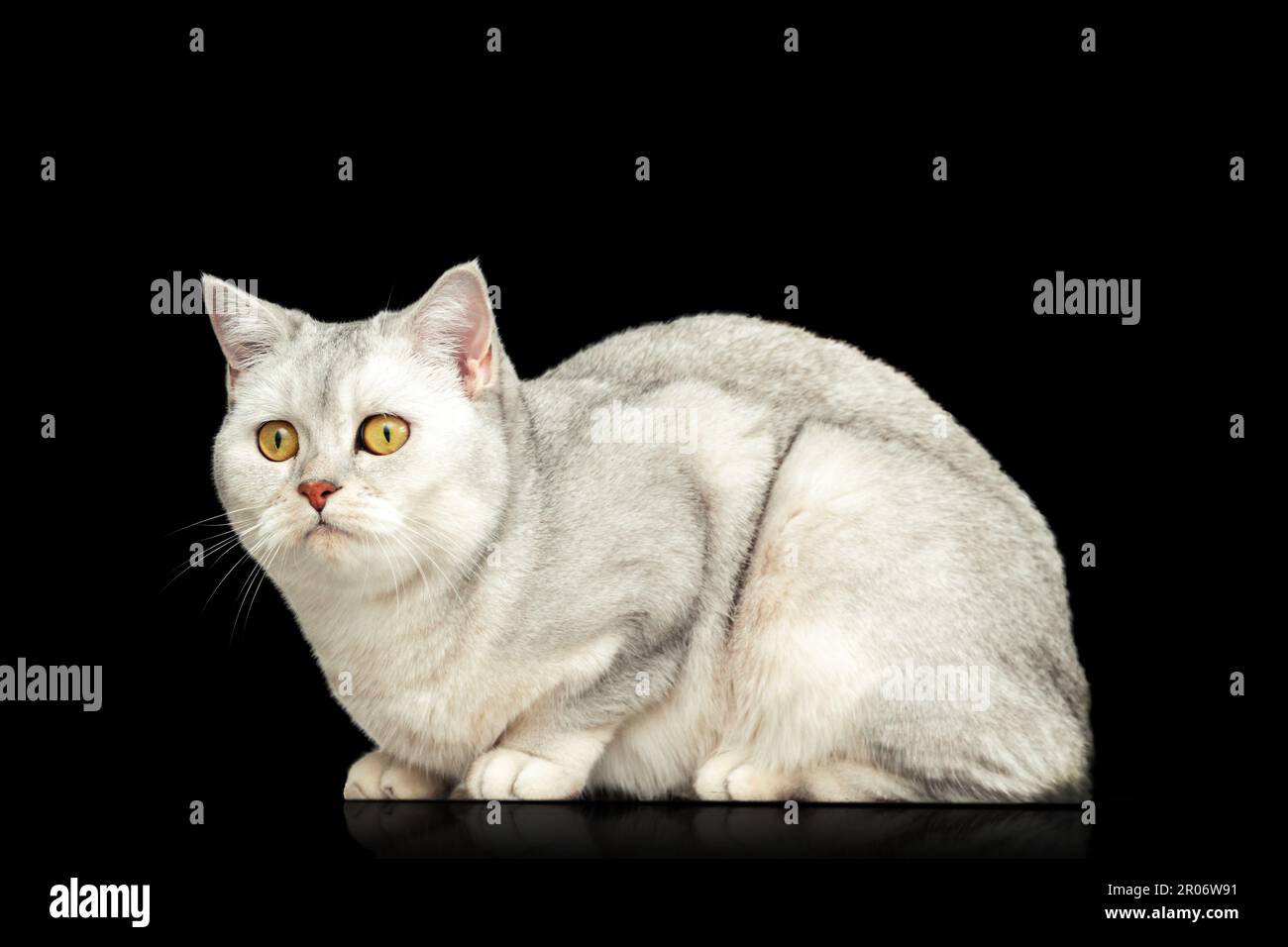 Magnifique chat britannique couleur chinchilla argent. Isolé sur le noir. Banque D'Images