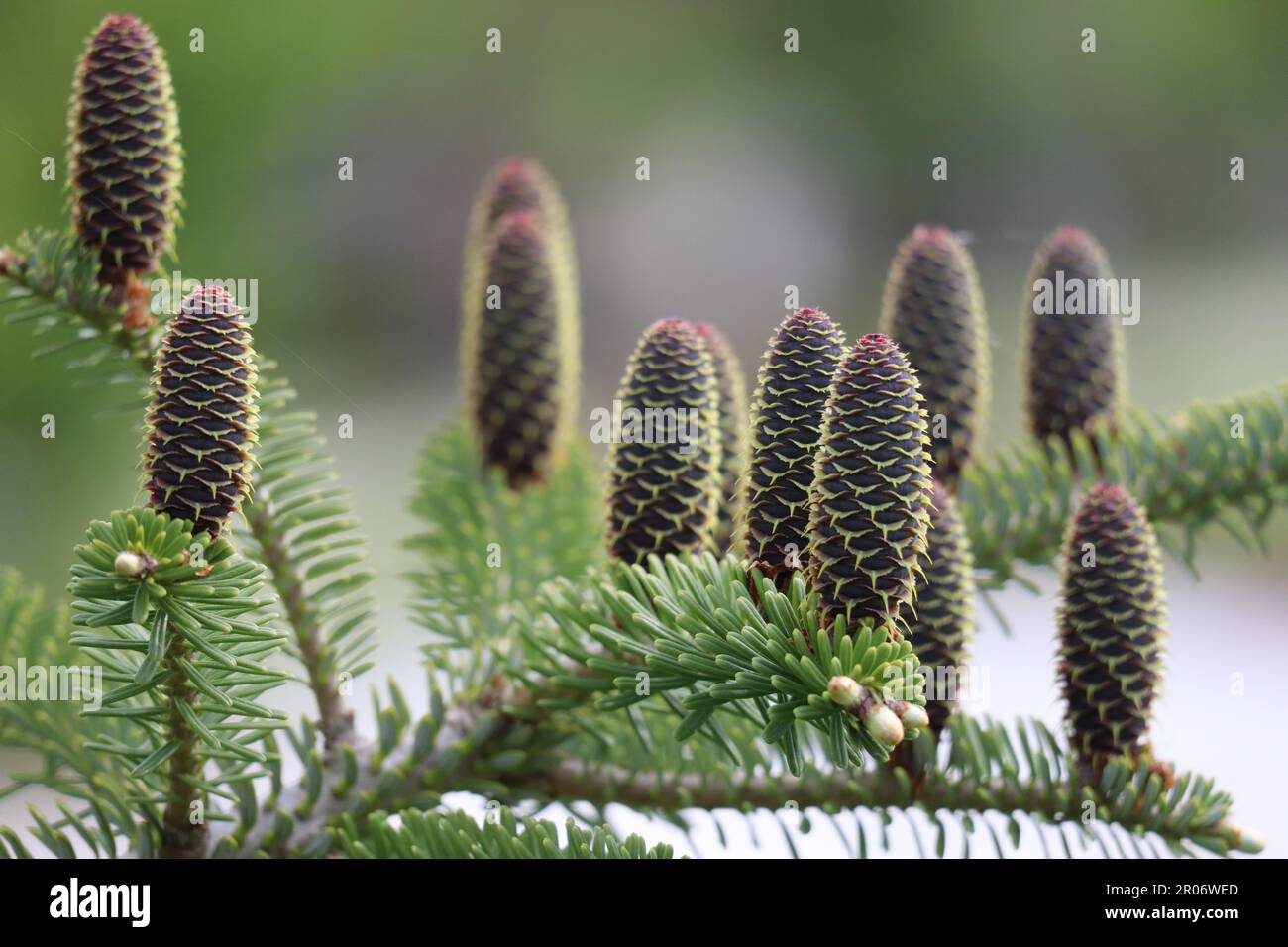 Petit Cones sur un jeune sapin coréen Banque D'Images