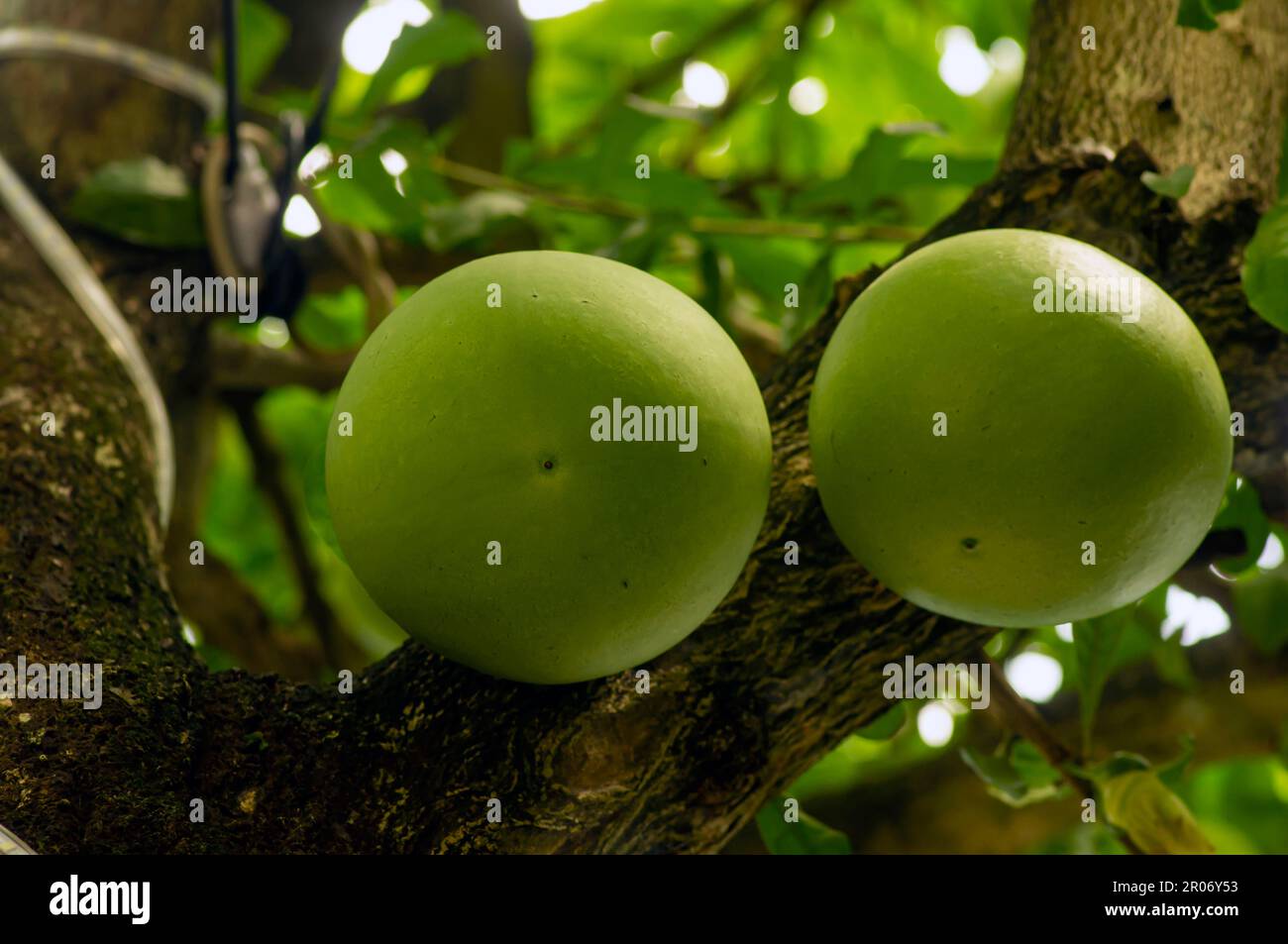 Maja fruit (Aegle marmelos), orange amère japonaise accrochée à son arbre Banque D'Images