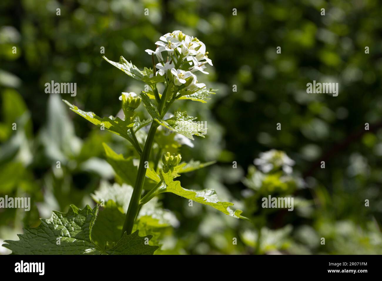 Les belles fleurs blanches de Lunaria annua également connu comme l'honnêteté, en floraison au printemps dans un cadre naturel de jardin. Copiez l'espace vers la droite. Banque D'Images
