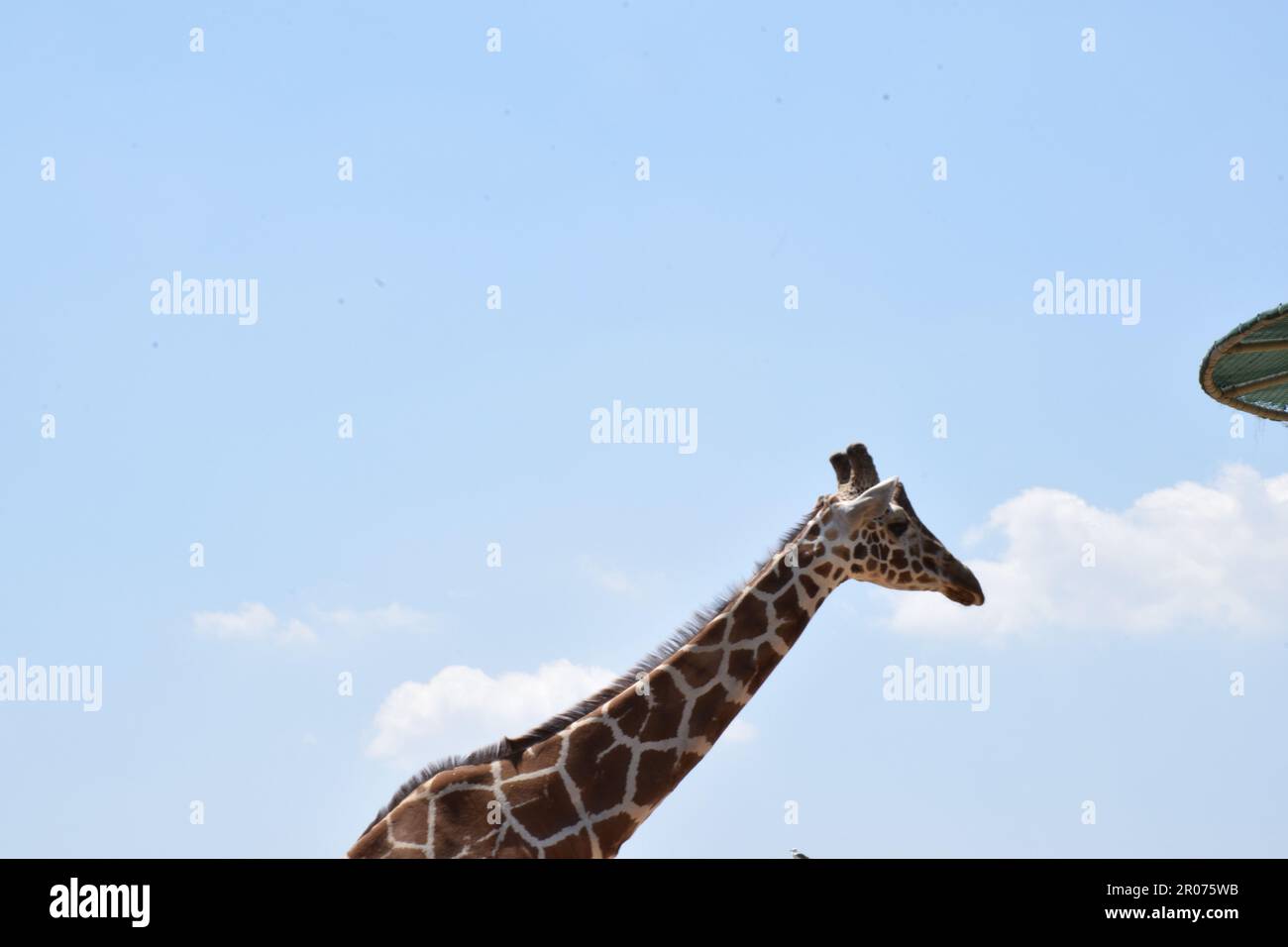 girafe sur fond bleu ciel Banque D'Images