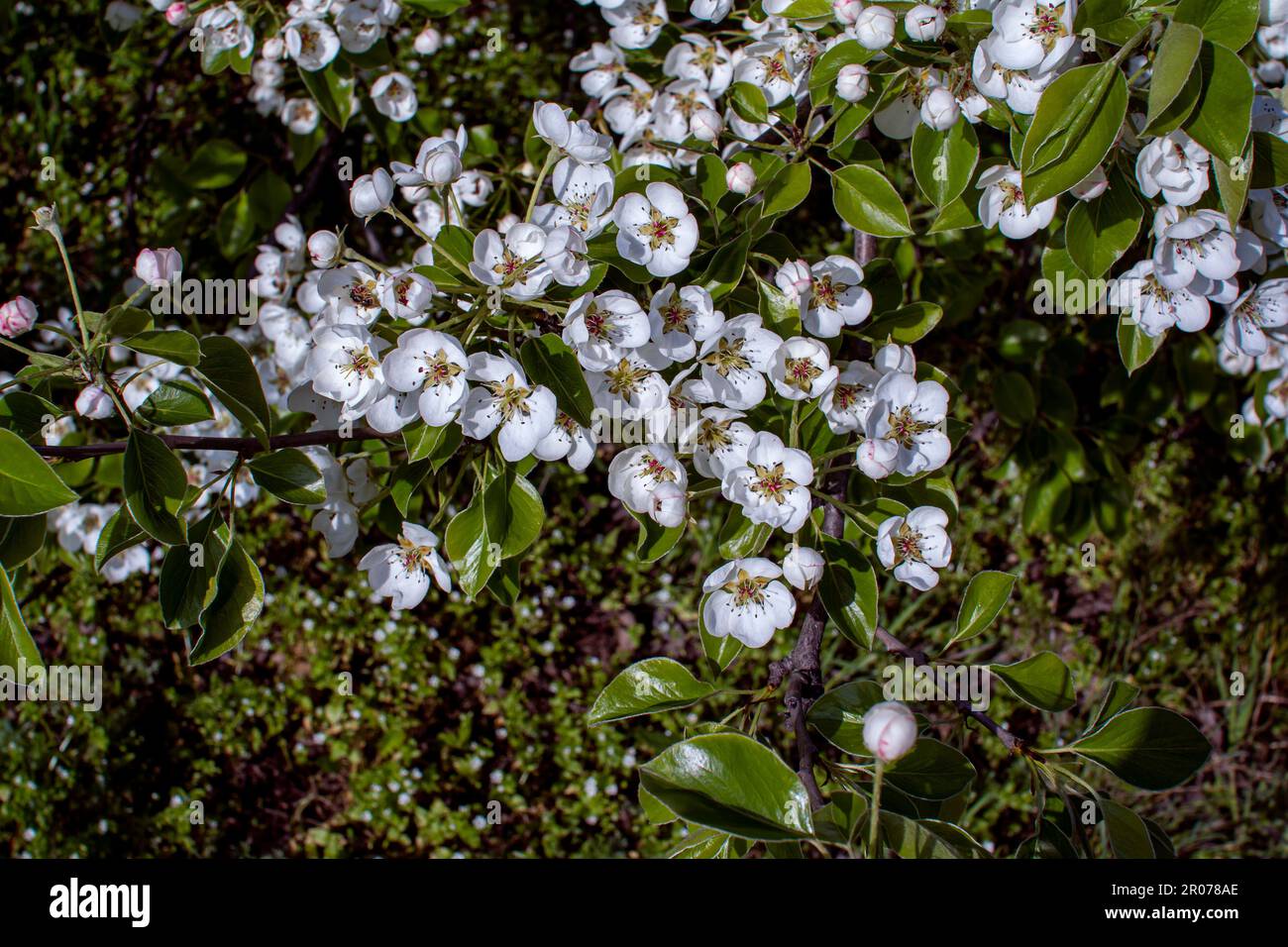 De belles branches fleuries de pommiers avec des fleurs blanches qui poussent dans un jardin. Printemps nature arrière-plan. Banque D'Images