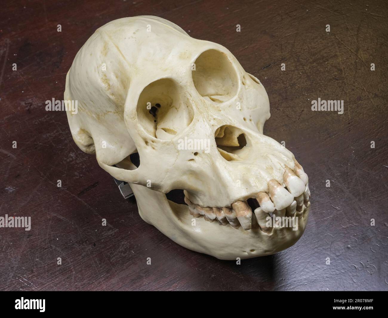 Gros plan des dents et des mâchoires (modèle en résine) d'un crâne de chimpanzé utilisé dans une école secondaire britannique. Banque D'Images