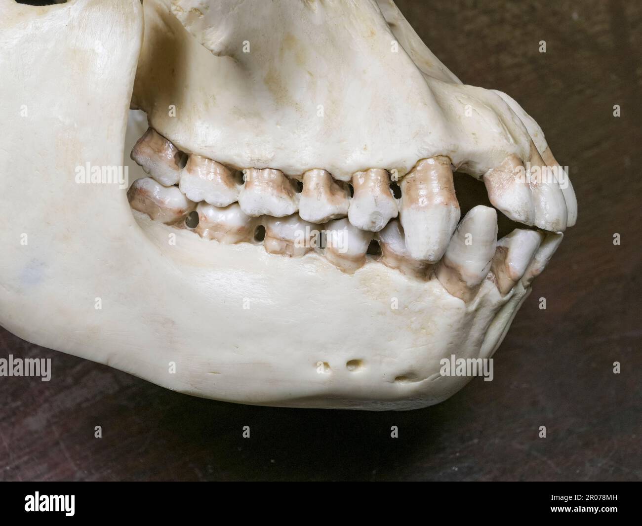 Gros plan des dents et des mâchoires (modèle en résine) d'un crâne de chimpanzé utilisé dans une école secondaire britannique. Banque D'Images