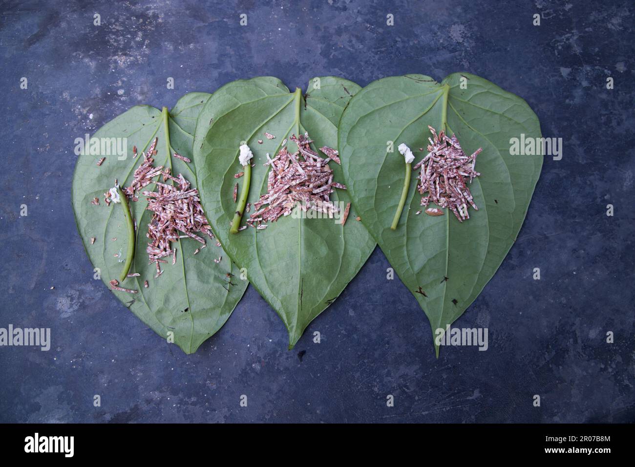 Décoration feuille de bétel verte sur le sol en béton avec noix de bétel et lime Banque D'Images