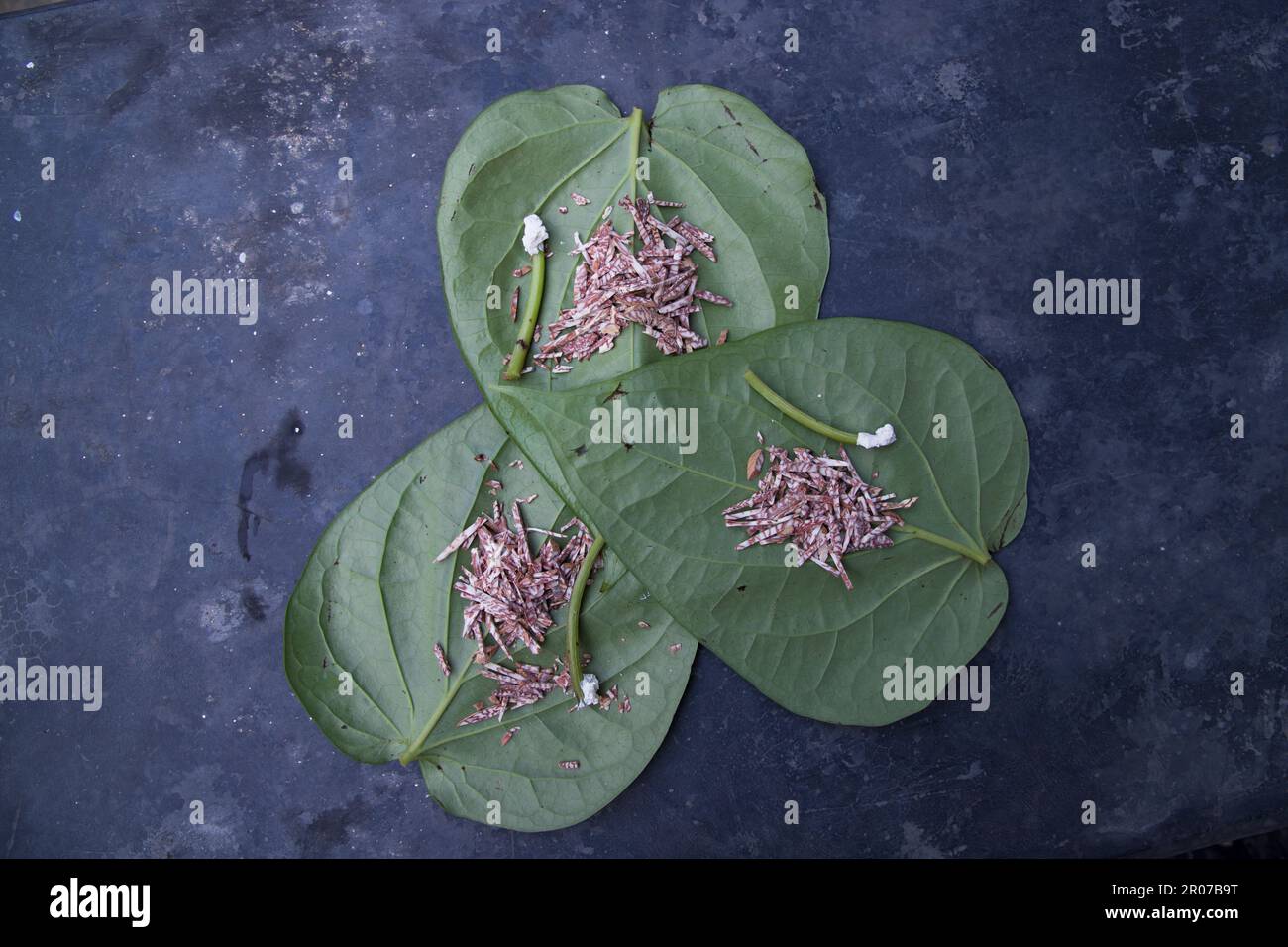 Décoration feuille de bétel verte sur le sol en béton avec noix de bétel et lime Banque D'Images