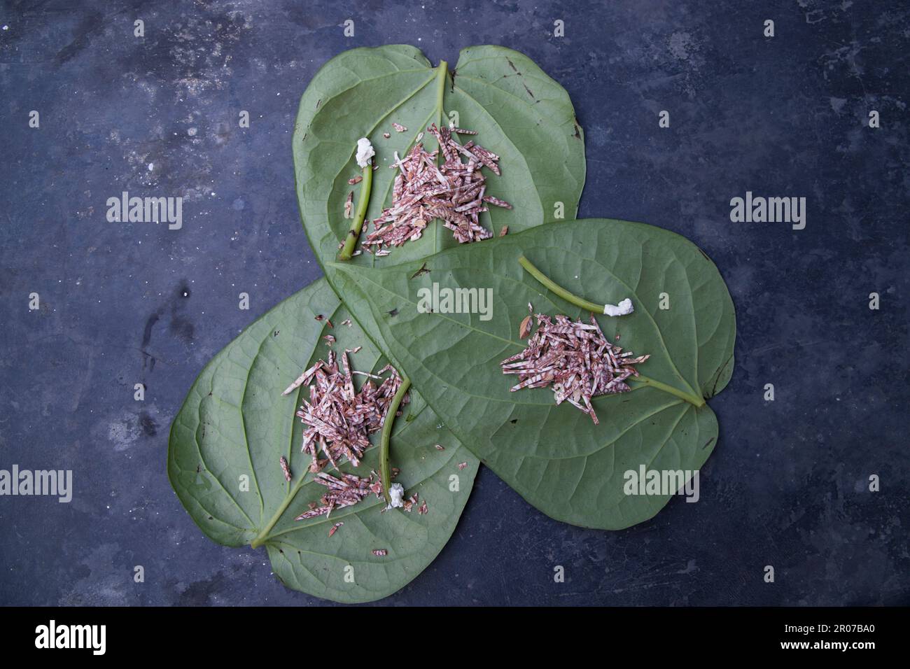 Décoration feuille de bétel verte sur le sol en béton avec noix de bétel et lime Banque D'Images