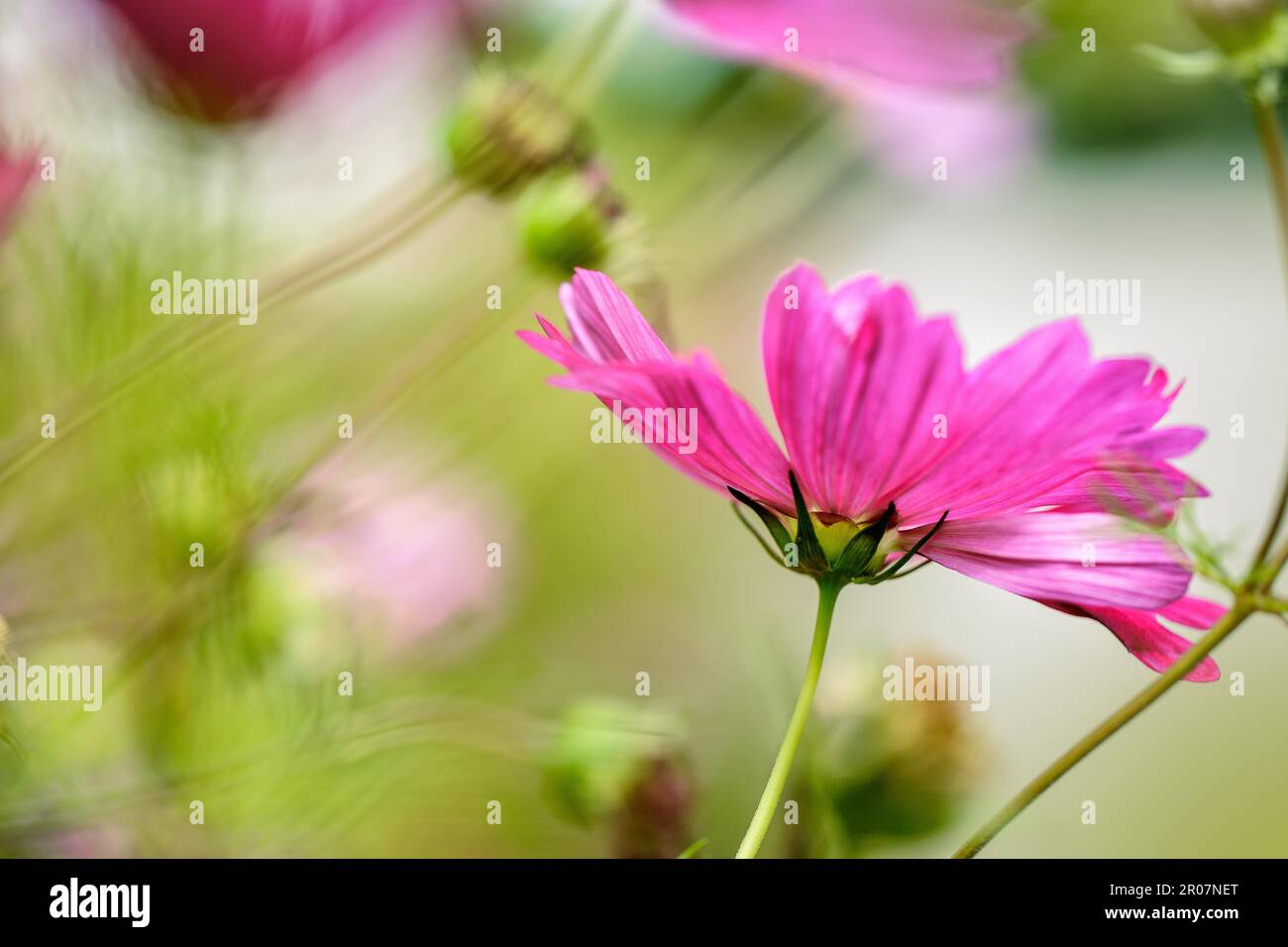 Fleur d'été pourpre dans la prairie Banque D'Images