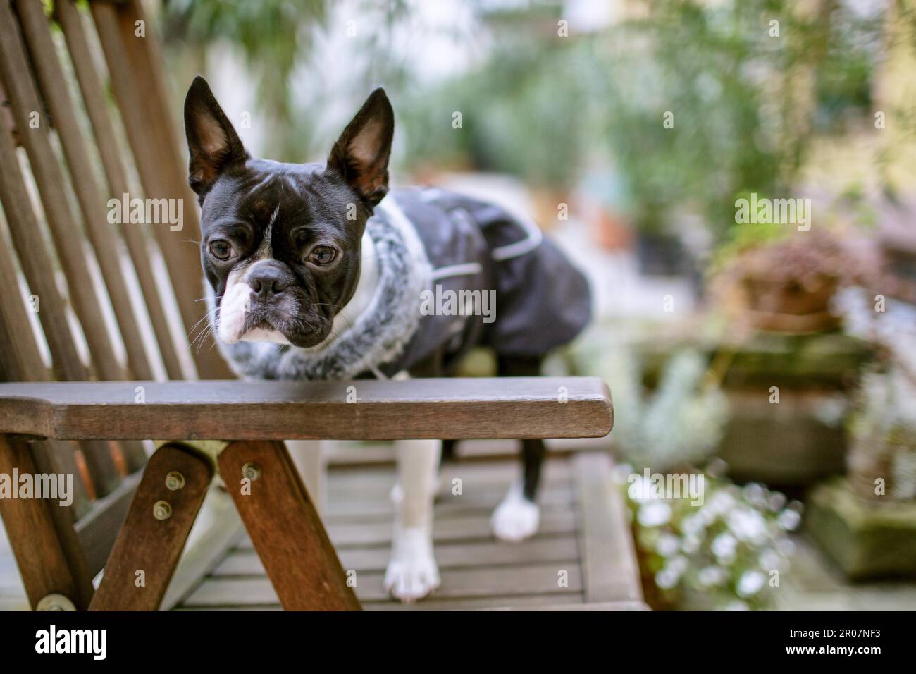 Boston Terrier avec veste d'hiver chaude sur la sortie Banque D'Images