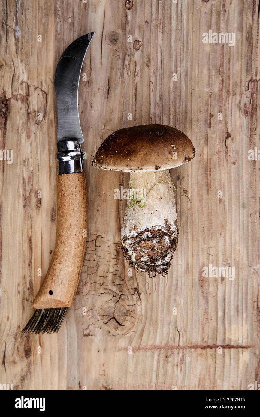 Champignons porcini frais recueillis dans la forêt du Palatinat Banque D'Images