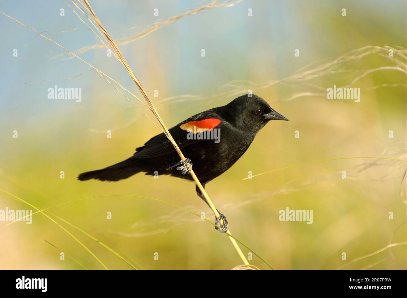 Oiseau-noir à aigree rouge (Agelaius phoeniceus), oiseau-noir à aigree rouge, oiseaux chanteurs, animaux, oiseaux, Blackbird à ailes rouges, mâle adulte, perché sur une tige d'herbe Banque D'Images