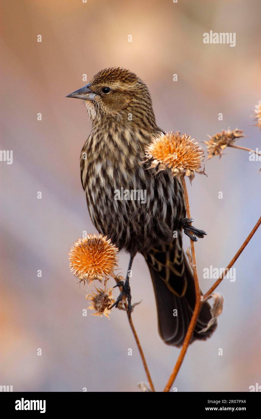 Oiseau-noir à aigree rouge (Agelaius phoeniceus), oiseau-noir à aigree rouge, oiseaux chanteurs, animaux, oiseaux, Blackbird à ailes rouges Juvenile perchée sur des tiges, Bosque Banque D'Images