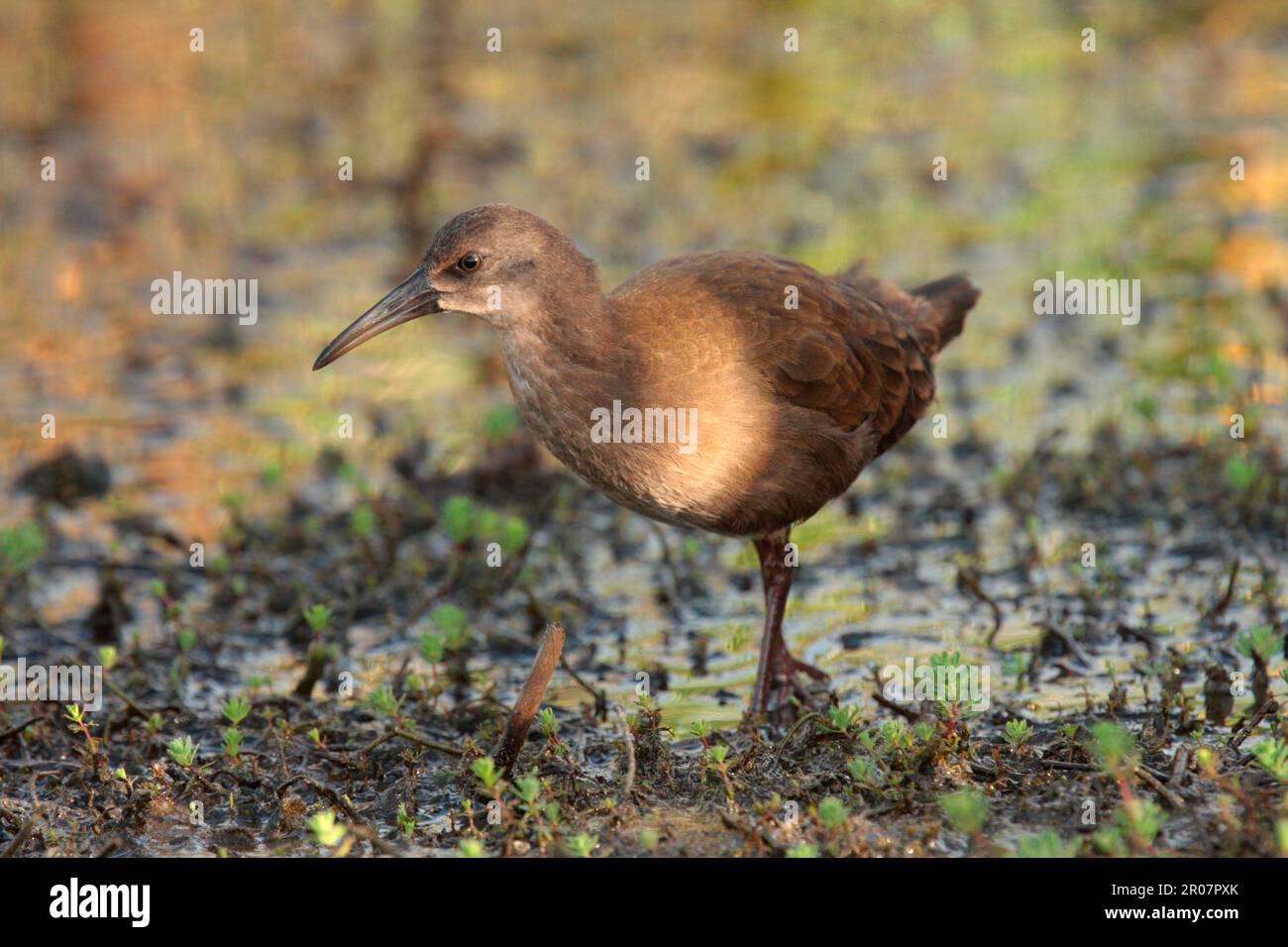 Plumbeous Rail (Pardirallus sanguinolentus), juvénile, fonctionnant en eau peu profonde, Rincon de Cobo, province de Buenos Aires, Argentine Banque D'Images