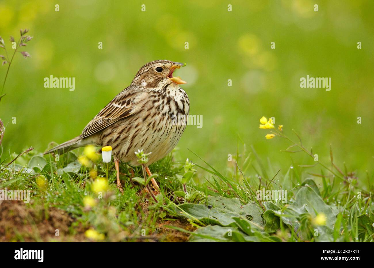 Banderole de maïs (Miliaria calandra) adulte, appelant, debout sur terre, Extremadura, Espagne Banque D'Images